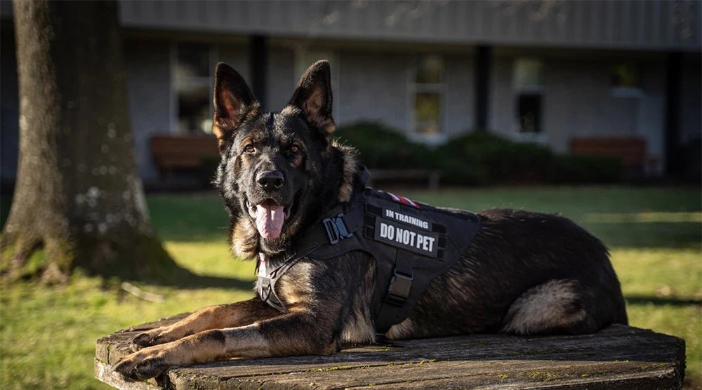 Harnais tactique / gilet d'entraînement pour chiens "PETRAVEL - Dog harness" - Planète Rando