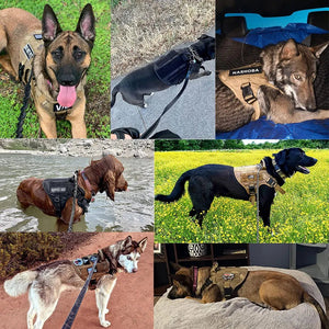 Harnais tactique / gilet d'entraînement pour chiens "PETRAVEL - Dog harness" - Planète Rando
